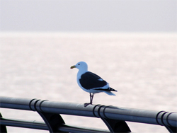 冬の海と鳥