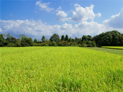 稲穂と秋の空