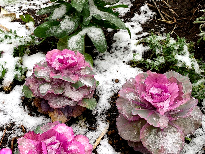 葉牡丹に積もる雪