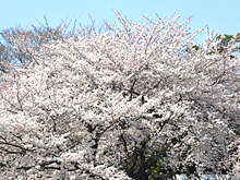 桜