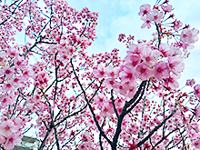 桜