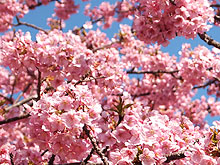 河津桜