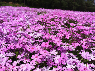 芝桜