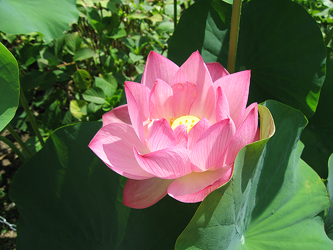 ハスの花