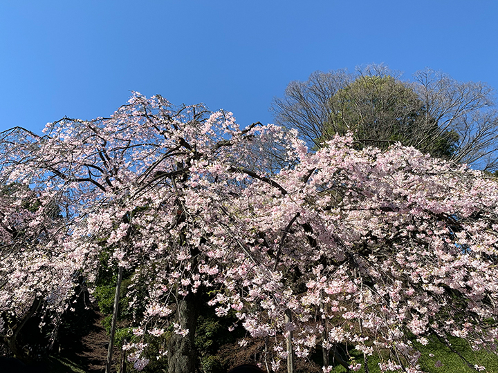 桜