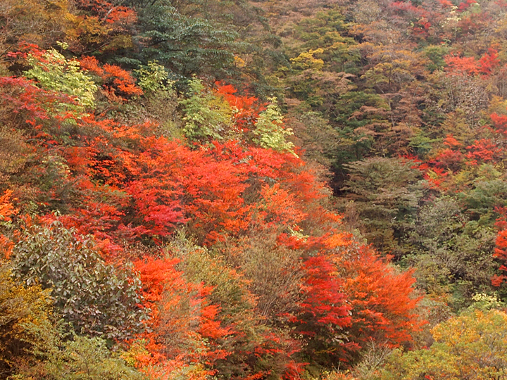 紅葉した山