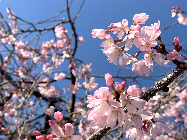 桜