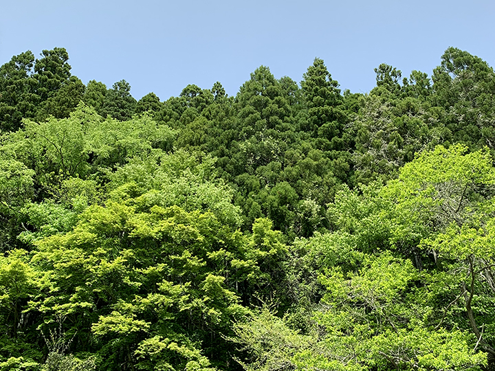 新緑の山