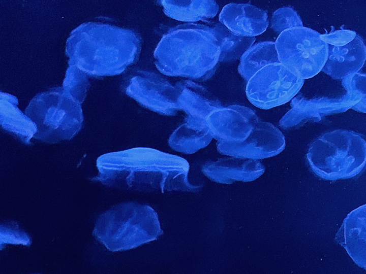水族館のクラゲ