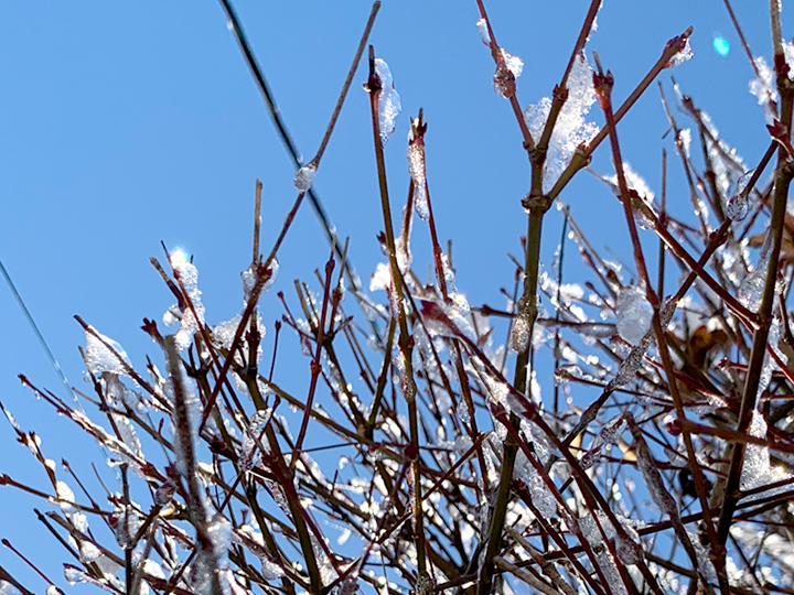 薄雪の朝