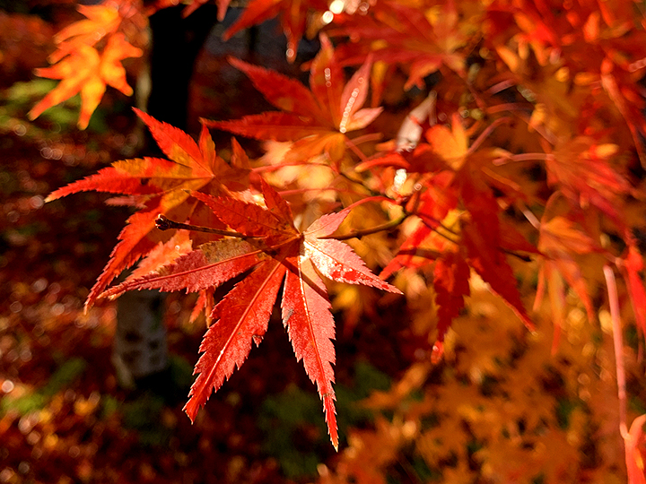 紅葉