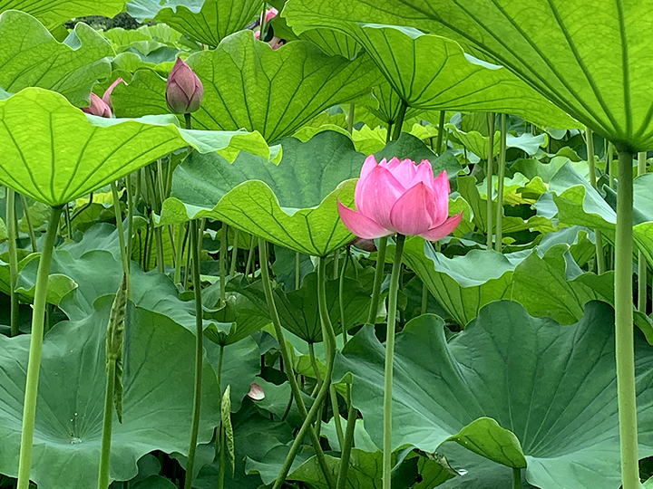 蓮の花