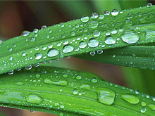 雨にぬれる葉