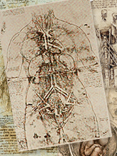 ダ・ヴィンチの解剖図
