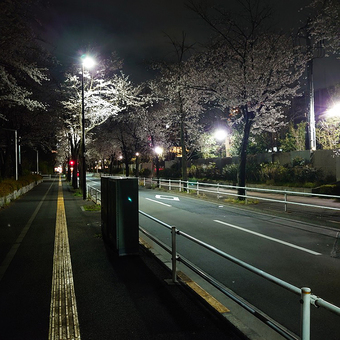 桜道を通って