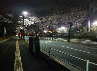 桜道を通って