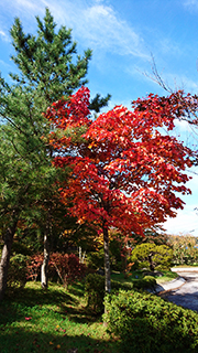 山紅葉