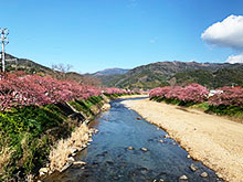 河津桜