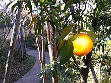 日本庭園の柚子