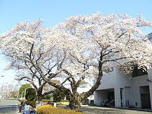 桜