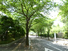 緑の桜並木