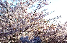 満開の桜