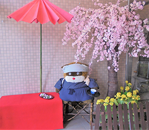 枝垂桜とお茶屋のおやじ