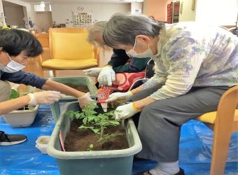 夏野菜を植える活動