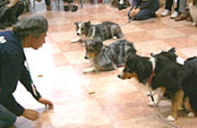 犬とのふれあい