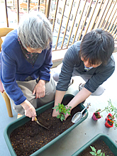 トマトの苗