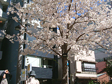 ほほえみの桜