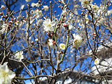 梅の花