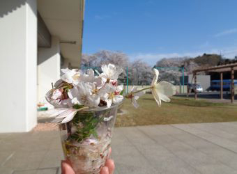 コップに入った桜の花びら