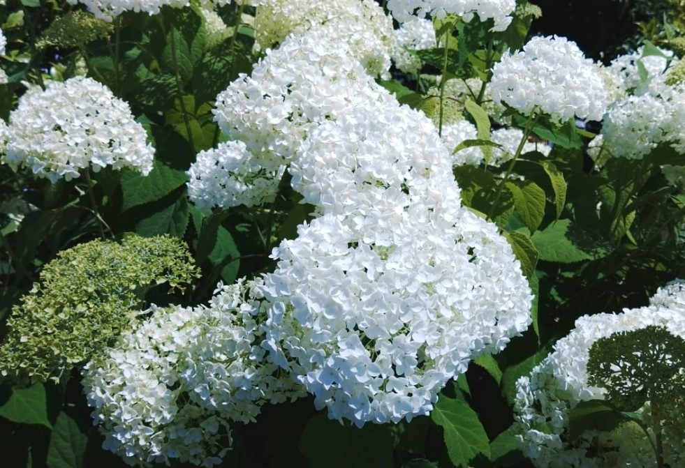 白陽花