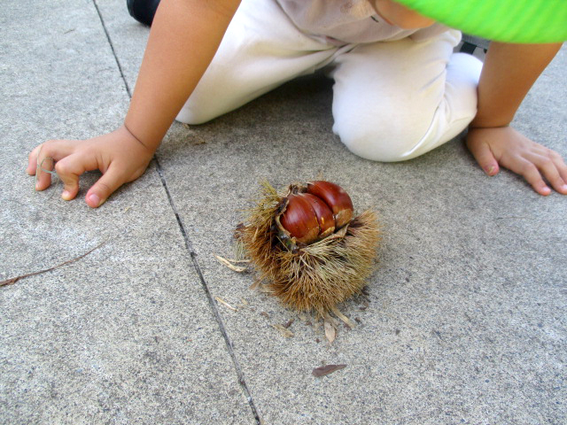 栗を見ている女児