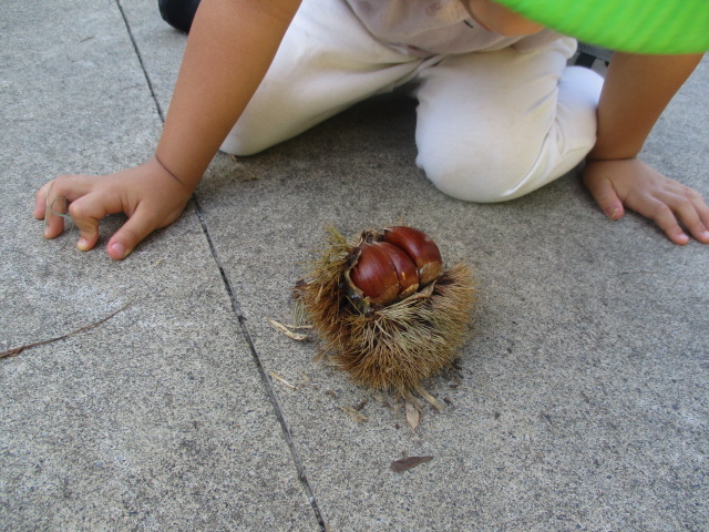 栗を見ている女児