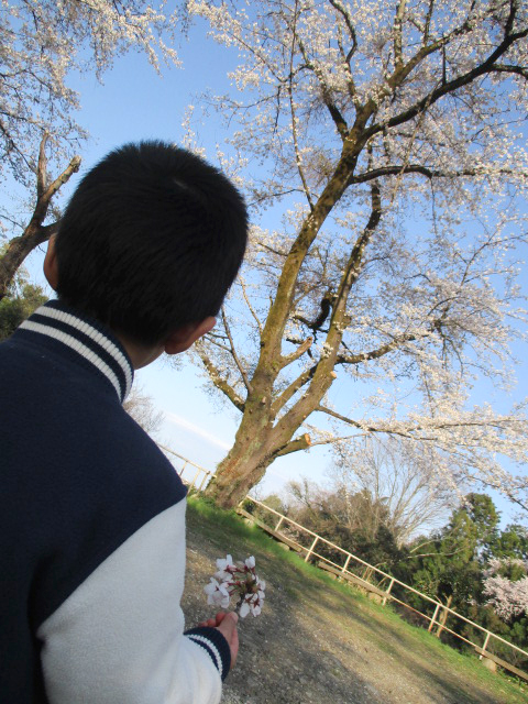 花見をしている男児