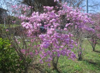 ムラサキツツジ