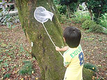 虫取り