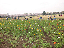 公園の花