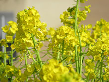 屋上で綺麗に咲く菜の花