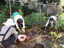 芋煮会用の里芋を養護利用者と一緒に掘っています