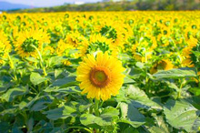 太陽に向かって沢山のヒマワリが咲いています