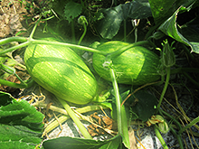 緑農園で珍しい南瓜が出来ています。ラグビー南瓜と呼ばれています