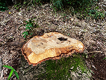 伐採された木の切り株