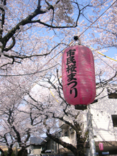 桜祭り提灯