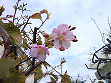 緑苑の裏庭に咲く河津桜