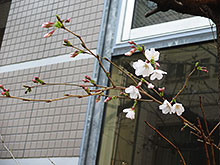 かんだ連雀の桜