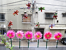 窓に咲く秋桜と朝顔とトンボの舞い