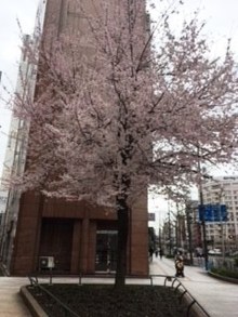 桜の木